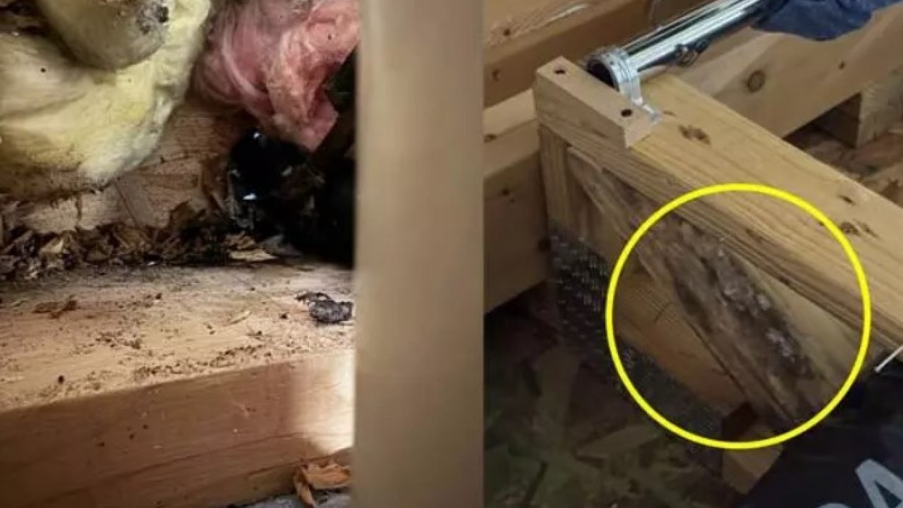 Foto - Hayal ettiği ev kabusa döndü: 2 günde kaçmak zorunda kaldı!