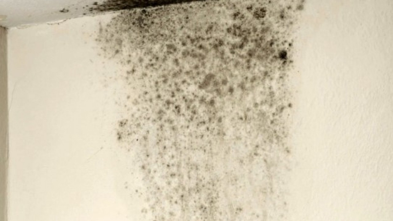 Foto - Hayal ettiği ev kabusa döndü: 2 günde kaçmak zorunda kaldı!