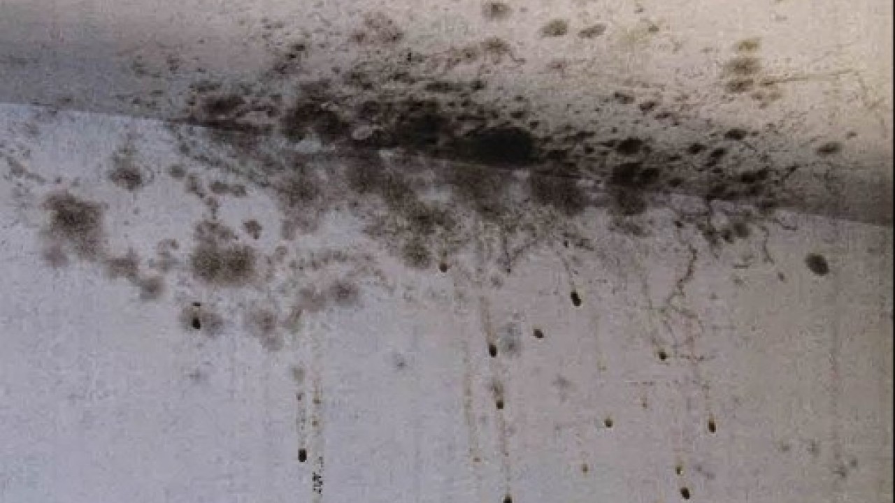 Foto - Hayal ettiği ev kabusa döndü: 2 günde kaçmak zorunda kaldı!