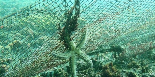 Foto - Hayalet ağ nedir? Deniz ekosistemi tehdit altında: ‘Hayalet ağı' tehlikesi! Deniz ekosistemi canlıları