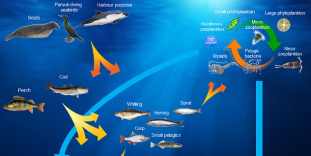 Foto - Hayalet ağ nedir? Deniz ekosistemi tehdit altında: ‘Hayalet ağı' tehlikesi! Deniz ekosistemi canlıları