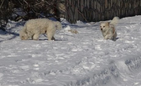 Foto - Hayat adeta durdu! Kar kalınlığı 3,5 metreyi buldu