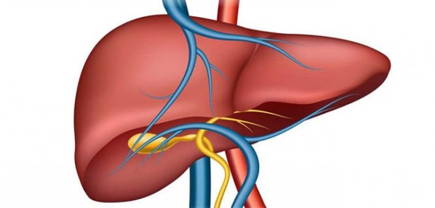 Hayati görevleri bulunuyor! İşte o organı koruyan besinler