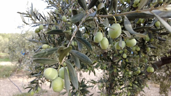 Foto - Hayatı tamamen değişti! Doktorluğu bıraktı bakın ne yetiştirmeye başladı