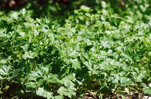 Foto - Hayati uyarıyı yaptılar! Saplarını sakın atmayın, vücutta ödem bırakmıyor