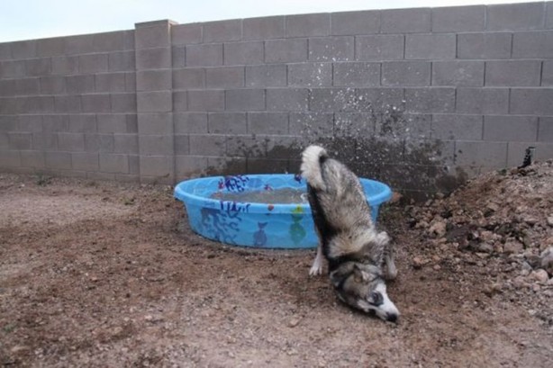 Foto - Hayatın içinden ilginç kareler