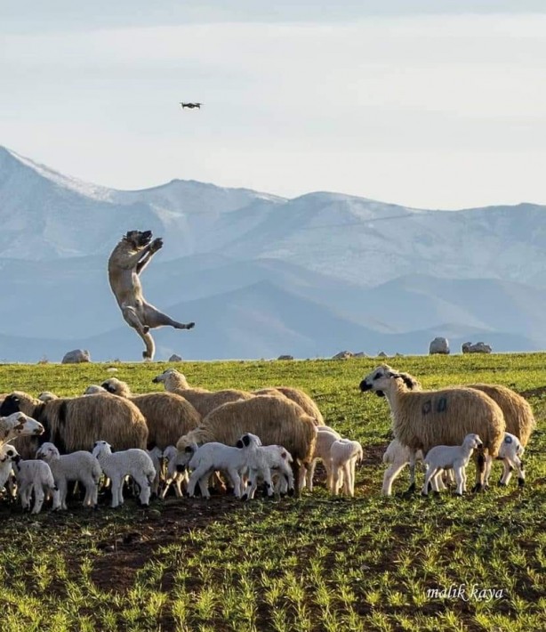 Foto - Hayran bırakan muhteşem doğa fotoğrafları