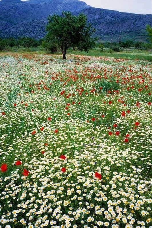 Foto - Hayran bırakan muhteşem doğa fotoğrafları