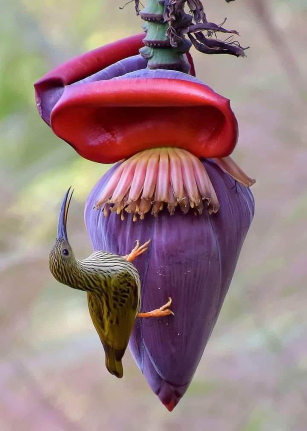 Foto - Hayran bırakan muhteşem doğa fotoğrafları