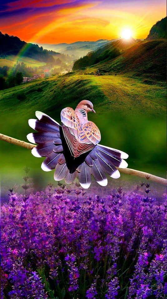 Foto - Hayran bırakan muhteşem doğa fotoğrafları