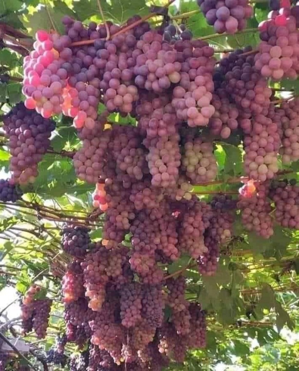 Foto - Hayran bırakan muhteşem doğa fotoğrafları
