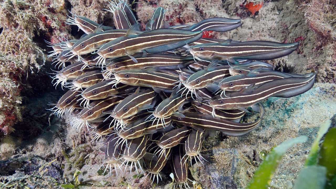 Hayran bırakan görüntüler! Doğu Akdeniz'in saklı dünyası kayda alındı
