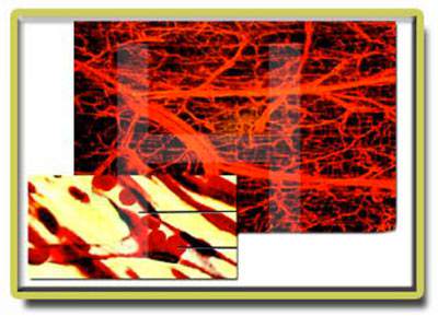 Foto - Hayrete düşüren gerçekler