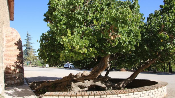 Foto - Hayrete düşüren olay! Kadir Gecesi'nde secde eden dut ağacı...