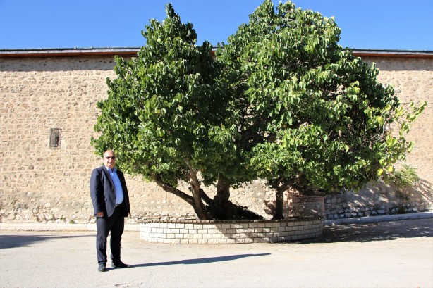 Foto - Hayrete düşüren olay! Kadir Gecesi'nde secde eden dut ağacı...