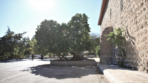 Foto - Hayrete düşüren olay! Kadir Gecesi'nde secde eden dut ağacı...