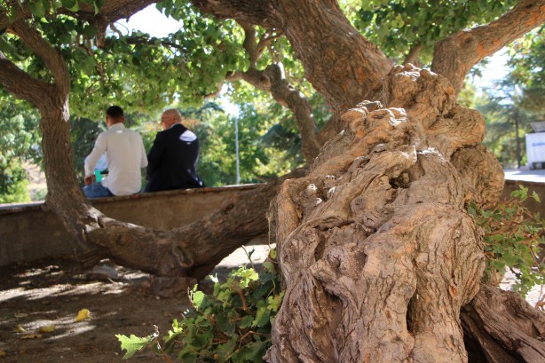 Foto - Hayrete düşüren olay! Kadir Gecesi'nde secde eden dut ağacı...
