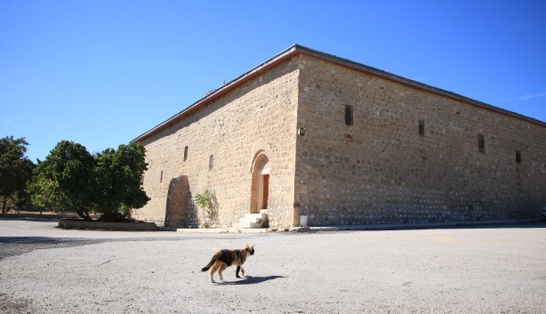 Foto - Hayrete düşüren olay! Kadir Gecesi'nde secde eden dut ağacı...