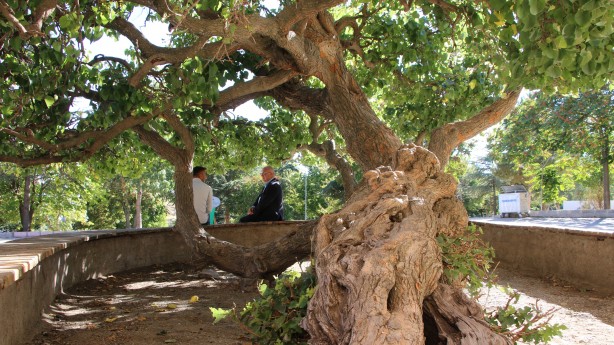 Foto - Hayrete düşüren olay! Kadir Gecesi'nde secde eden dut ağacı...