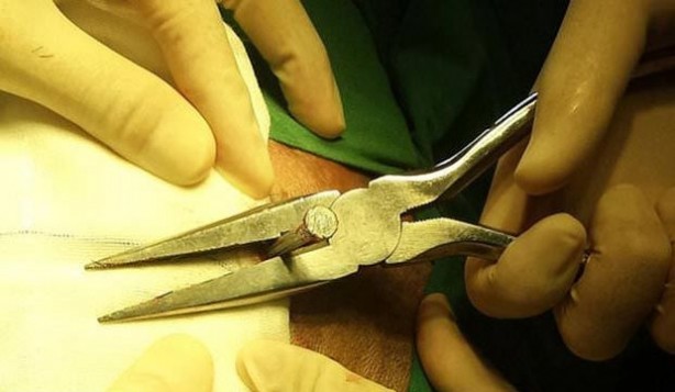 Foto - Hayrete düşeceksiniz!