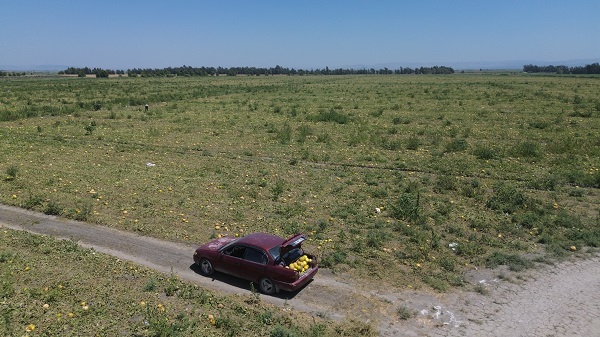 Foto - Hayrına toplansın diye bırakmıştı! Kimse almayınca hayvanlara yem oldu