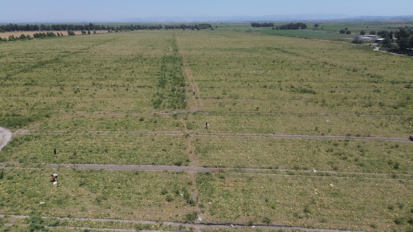 Foto - Hayrına toplansın diye bırakmıştı! Kimse almayınca hayvanlara yem oldu