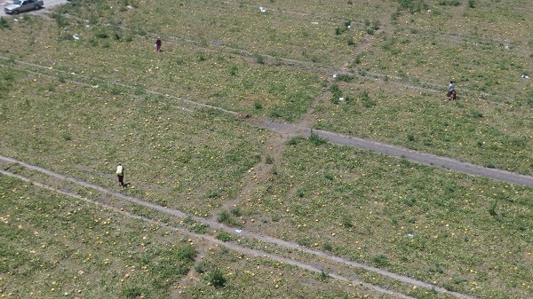 Foto - Hayrına toplansın diye bırakmıştı! Kimse almayınca hayvanlara yem oldu