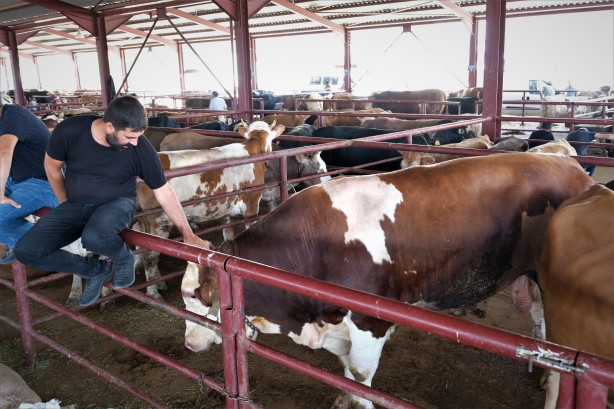 Foto - Hayvan hareketleri kısıtlaması 28 Nisan'da son buluyor