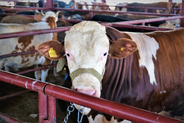 Foto - Hayvan hareketleri kısıtlaması 28 Nisan'da son buluyor