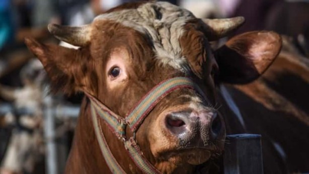 Foto - Hayvan pazarlarında kurbanlıklara yoğun ilgi