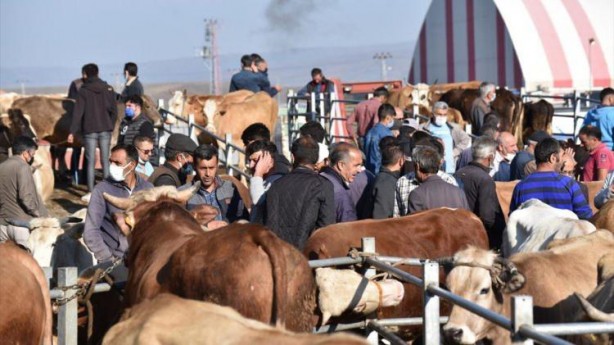 Foto - Hayvan pazarlarında kurbanlıklara yoğun ilgi