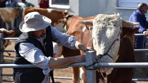 Foto - Hayvan pazarlarında kurbanlıklara yoğun ilgi
