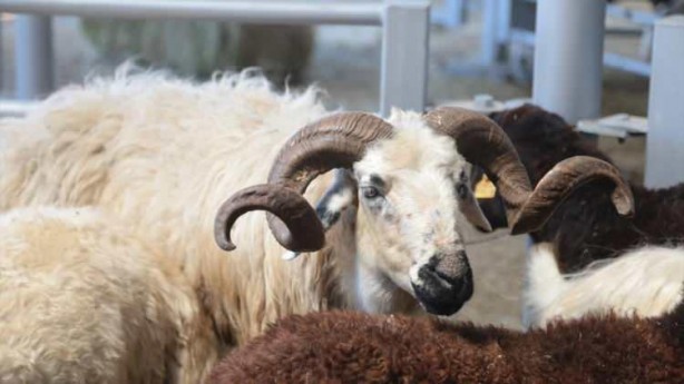 Foto - Hayvan pazarlarında kurbanlıklara yoğun ilgi