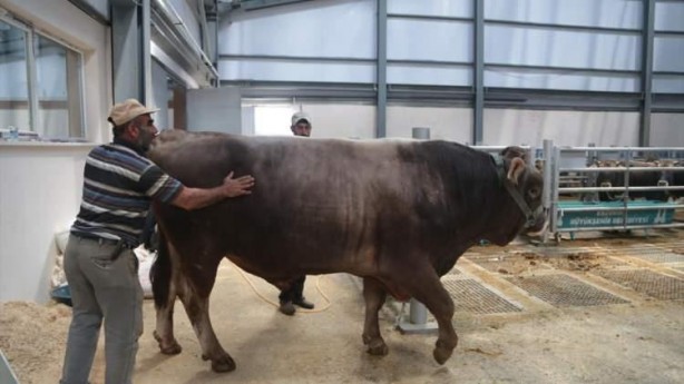 Foto - Hayvan pazarlarında kurbanlıklara yoğun ilgi