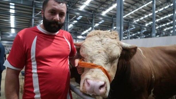 Foto - Hayvan pazarlarında kurbanlıklara yoğun ilgi