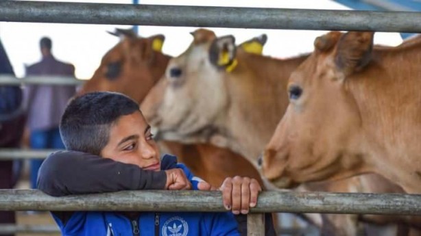 Foto - Hayvan pazarlarında kurbanlıklara yoğun ilgi
