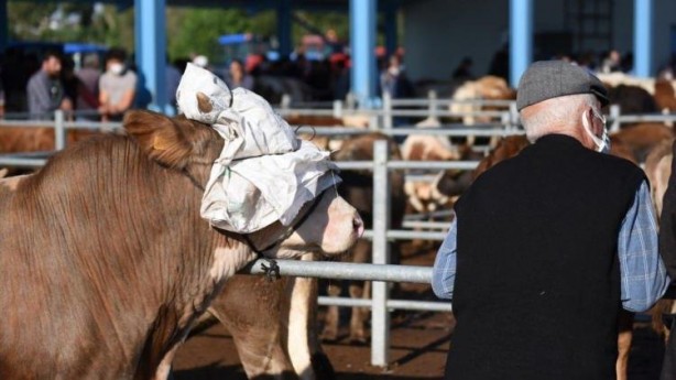 Foto - Hayvan pazarlarında kurbanlıklara yoğun ilgi