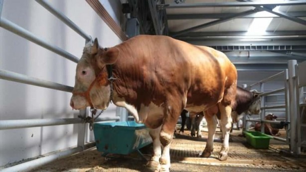 Foto - Hayvan pazarlarında kurbanlıklara yoğun ilgi