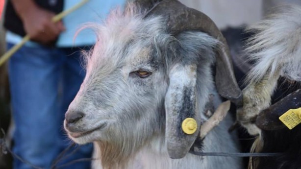Foto - Hayvan pazarlarında kurbanlıklara yoğun ilgi