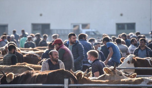 Foto - Hayvan pazarlarında kurbanlıklara yoğun ilgi