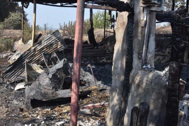 Foto - Hayvan sevgisi bu hale getirdi