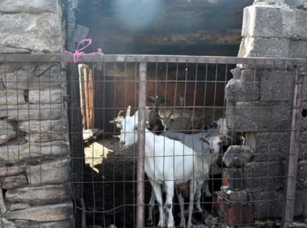 Foto - Hayvan sevgisi bu hale getirdi