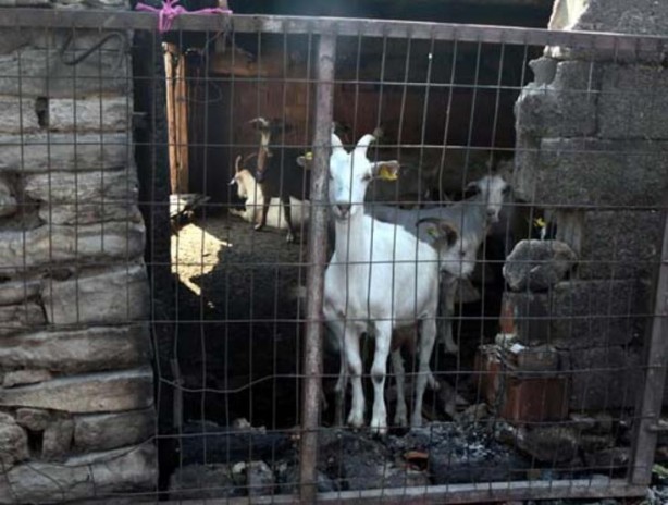 Foto - Hayvan sevgisi bu hale getirdi