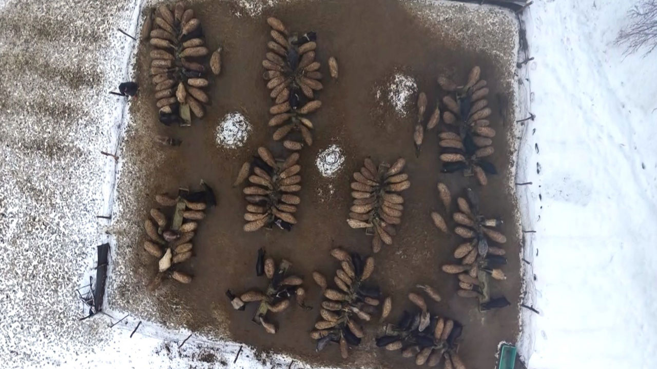 Hayvan varlığı hızla arttı! Devlet destekleri sonuç verdi