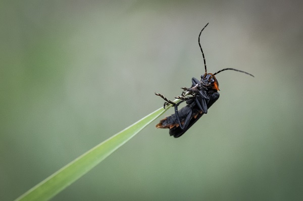 Foto - Hayvan ve bitki türlerine "nüfus sayımı" yapıldı 
