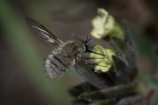 Foto - Hayvan ve bitki türlerine "nüfus sayımı" yapıldı 