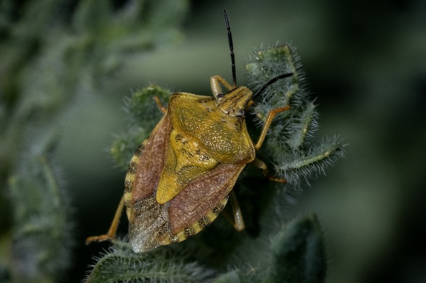 Foto - Hayvan ve bitki türlerine "nüfus sayımı" yapıldı 