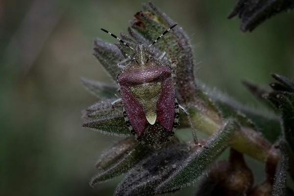 Foto - Hayvan ve bitki türlerine "nüfus sayımı" yapıldı 