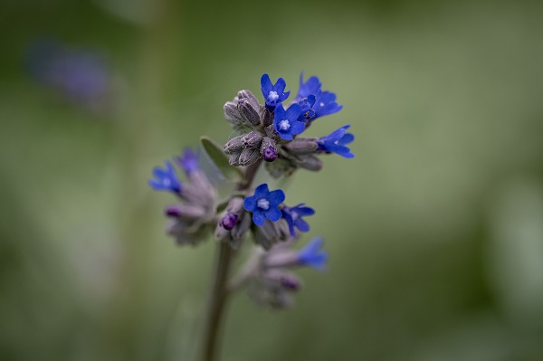 Foto - Hayvan ve bitki türlerine "nüfus sayımı" yapıldı 