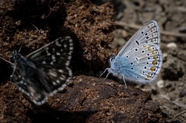 Foto - Hayvan ve bitki türlerine "nüfus sayımı" yapıldı 
